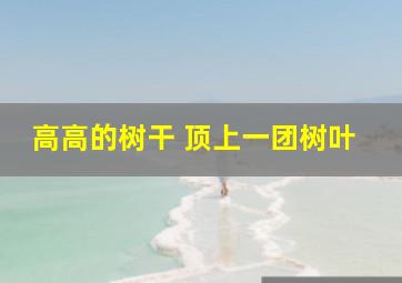 高高的树干 顶上一团树叶